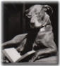 dog reading book